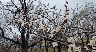 Adilcevaz'da iki mevsim bir arada