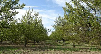 Ağaçlara su püskürtülerek uygulanan buzlama yöntemi zirai donu engelledi