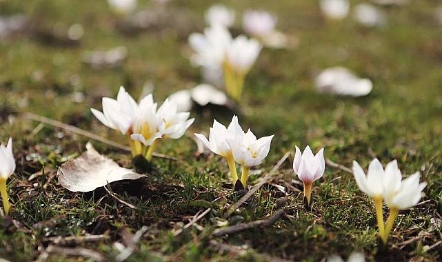 Ağrı'da baharın renkleri ortaya çıkmaya başladı