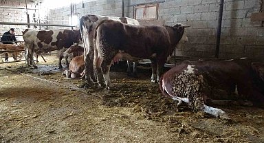 Ahırda dehşet: Onlarca büyükbaş hayvan akıma kapıldı, 4'ü telef oldu