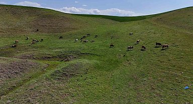 Ahırın yıkılması sonucu korku yaşayıp kaçan buzağı 8 aydır eve dönmüyor