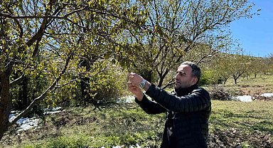 Akçadağ'da zirai don kayısıyı vurdu