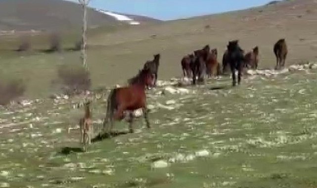 Akdağ'da yılkı atları araçların önüne çıktı, sürüdeki taylar da görüntülendi