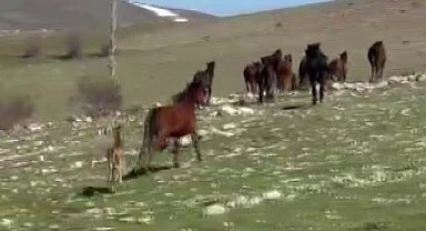 Akdağ'da yılkı atları araçların önüne çıktı, sürüdeki taylar da görüntülendi