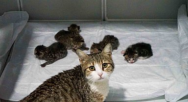 Akıllı kedi doğum için veterinere geldi