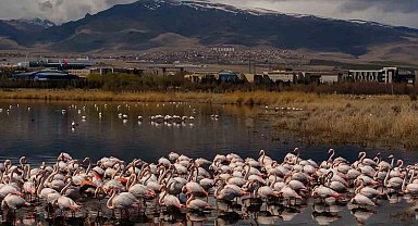 Akkaya Barajı flamingoların gelişi ile görsel şölen sunuyor