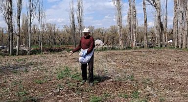 Akyaka'da elle tohum serpme geleneği devam ediyor