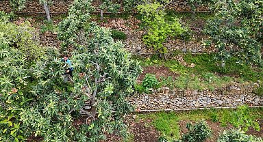 Alanya'da muşmula hasadı başladı