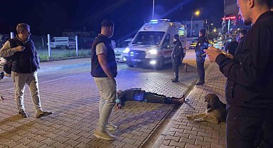 Alkol komasına giren vatandaşı sokak köpeği yalnız bırakmadı