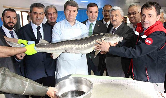 Amasya'da bu yıl 300 bin Mersin balığı üretimi planlanıyor: 'Siyah inci'nin kilosu 2 bin dolar