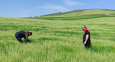 Amasya'da zarar gören arazilerdeki tespit çalışmaları sürüyor