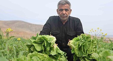 Amik Ovası'nda yaşanan kuraklık marul hasadında verimi olumsuz etkiledi