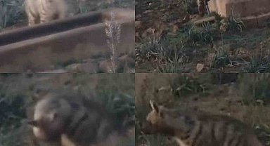 Anadolu'nun sessiz gece bekçisi, çizgili sırtlan görüntülendi