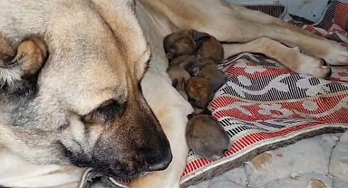 Annelik içgüdüsü sınır tanımadı: Kangal köpeği şimdi de tavşanlara bakıyor