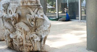 Antalya Arkeoloji Müzesi'nin renkli nöbetçileri tavus kuşları