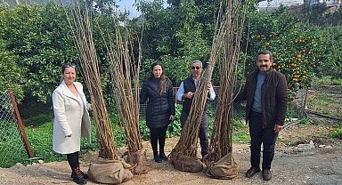 Antalya Büyükşehir'den dut fidanı desteği
