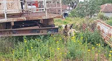 Antalya'da tüp kamyonuna zincirle bağlanıp bakımı ihmal edilen köpeğe polis sahip çıktı