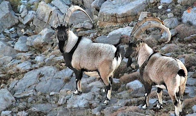 Antalya'da yaban keçileri dron ve kamera ile görüntülendi