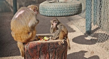 Antalya'da yavru maymun 'Fıstık' yeni ailesine alıştı