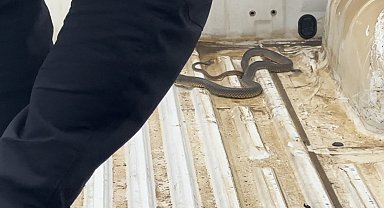 Aracının içine giren yılanı böyle uğurladı: "Bir daha gelme arkadaşım"