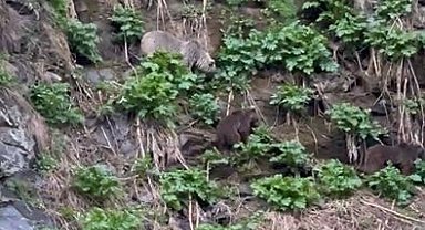 Ardahan'da Kura Nehri'ne inen boz ayı yavrularıyla görüntülendi