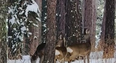 Ardahan'da ormanlık alanda karacalar görüntülendi