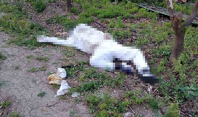 Arı sokması sonucu hayatını kaybetti