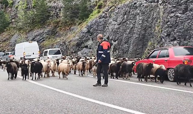 Artvin'de yaylaya giden koyun sürüsü karayolunu işgal etti