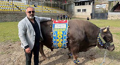 Artvinli Fenerbahçe taraftarından Ali Koç'a boğalı destek