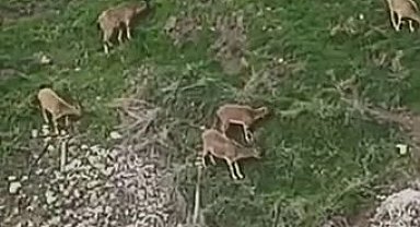 Avlanması halinde 650 bin lira cezası olan dağ keçileri sürü halinde Harput'ta görüntülendi