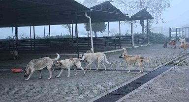 Aydın'da başıboş köpekler hayvan pazarını mesken tuttu