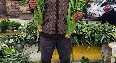Aydın'da enginar sezonu açıldı, tezgahlar yeşile büründü