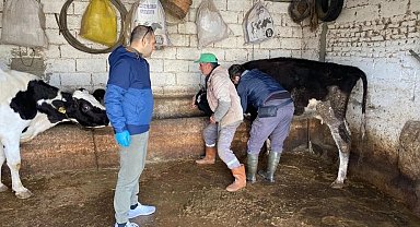Aydın'da hayvan sağlığı çalışmaları sürüyor