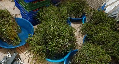 Aydın'da kendiliğinden yetişen bu otlar garibanın cüzdanını zenginin sofralarını süslüyor