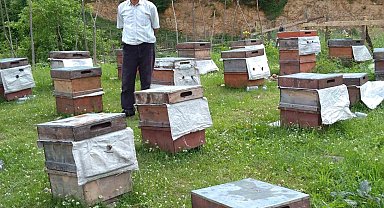 Ayılar arıcılara zor günler yaşatıyor