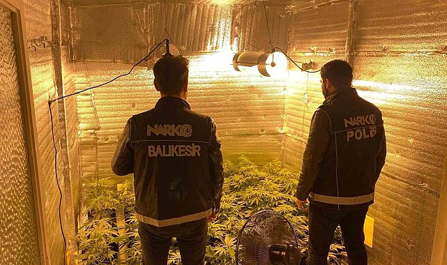 Ayvalık'ta uyuşturucu operasyonunda 28 kök kenevir ele geçirildi