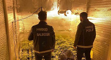 Ayvalık'ta uyuşturucu operasyonunda 28 kök kenevir ele geçirildi