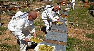 Bahar meyvesini verdi: Şifa deposu polende hasat başladı