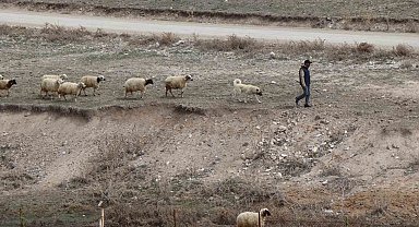 Baharın gelişiyle Diyadin'de koyunlar yeniden yola koyuldu