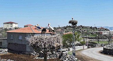 Baharın habercisi leylekler Hürmetçi Sazlığı'na geldi