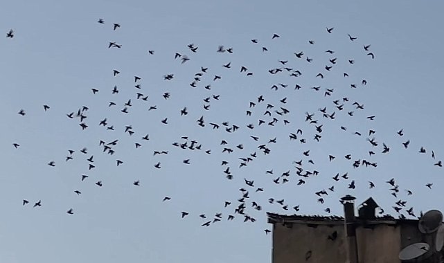 Baharın müjdecisi sığırcık kuşları Yüksekova semalarında