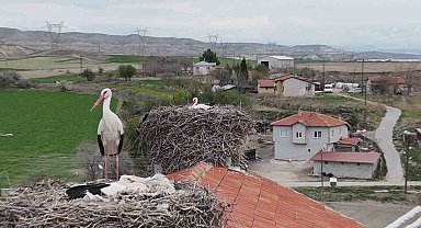 Baharın müjdeleyicisi leylek ve flamingolar Sarıyar Barajı kıyılarına ulaştı