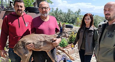 Bahçesinde bulduğu yaralı yavru karacayı ekiplere teslim etti