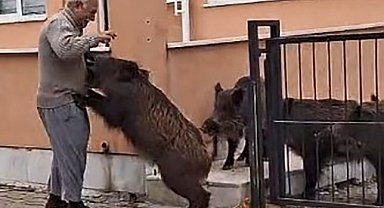 Bahçeye giren domuzları ekmek vererek uzaklaştırdı
