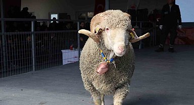 Bandırma'da damızlık koç satışında 246 bin liralık rekor