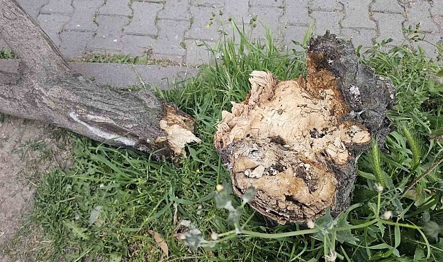 Bandırma'da fırtına hayatı olumsuz etkiledi