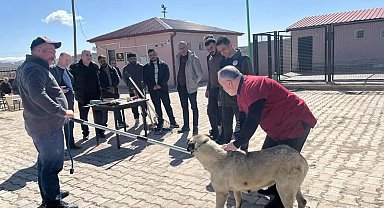 Bayburt'ta sokak hayvanlarını yakalama personeline eğitim