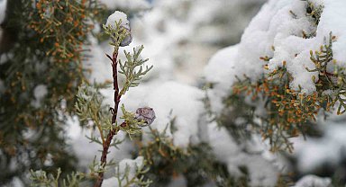 Bayburtlu çiftçilere zirai don uyarısı
