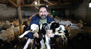 Besiciler oğlak ve kuzuları büyütme telaşında