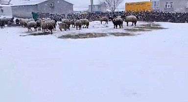 Besicilerin kar esareti sürüyor